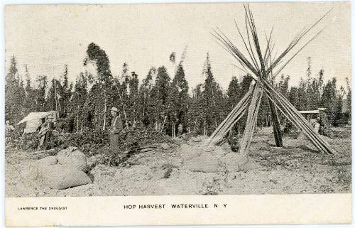 Hop Harvest, Waterville N.Y.