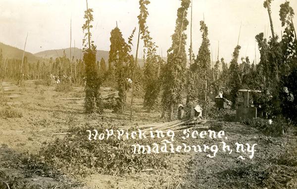 Hop Picking Scene; Middleburg N.Y