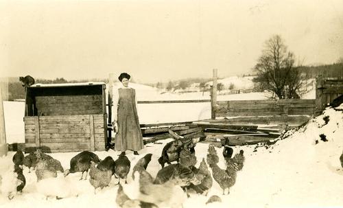 Feeding the Chickens