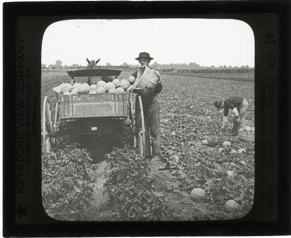 Cantaloupe Farming near Buffalo, New York