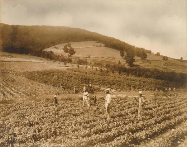 Workers in a Field