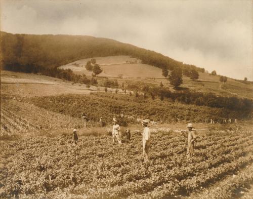 Workers in a Field