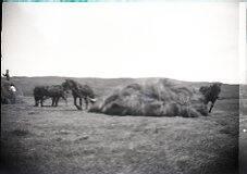 Moving Hay