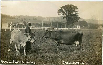 George L. Sholes, Cows