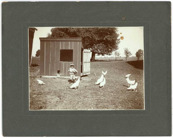 Child Feeding the Chicken