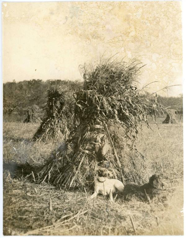 Dogs and the Grain Harvest