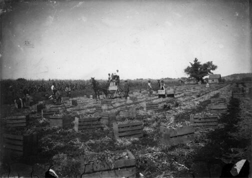 Onion Harvesting in Orange County, NY