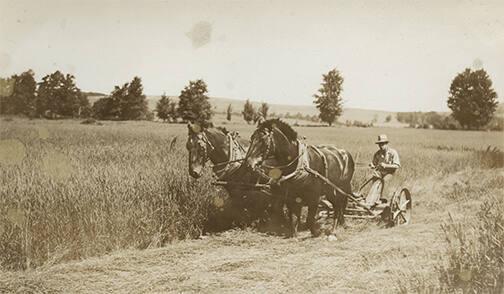 Mowing Hay