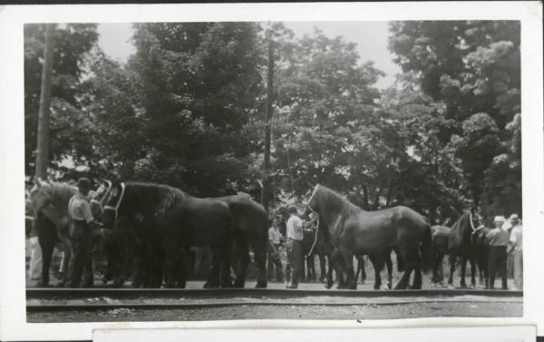 Horses by the Railroad