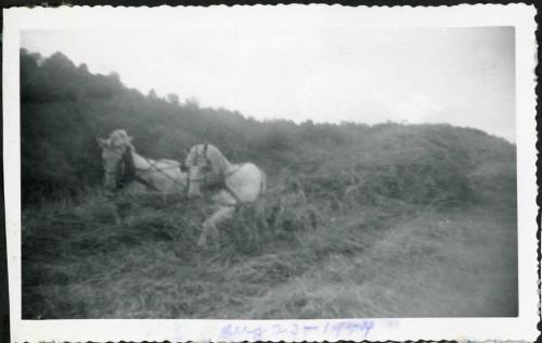 Two Horses in the Grass