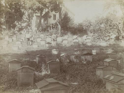 Beekeeping in Roxbury, NY