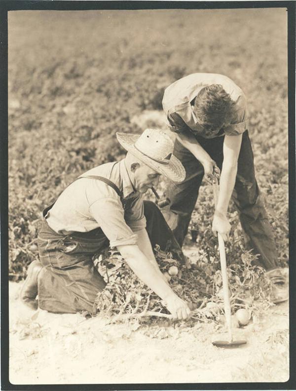 Man Smoking Pipe and Digging Potatoes