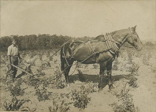 Fred Sininelisk Cultivating a Field