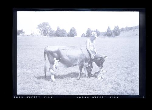 Farmer with Cow and Newborn Calf