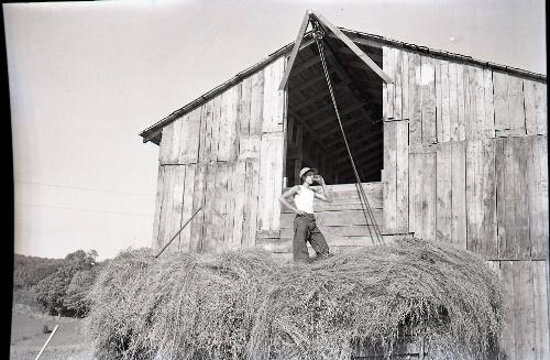 Drinking Water Atop a Hay Stack