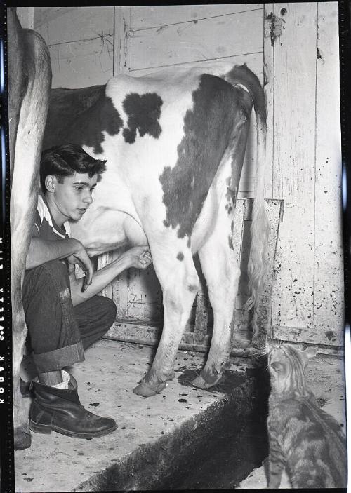 Boy Milking Cow with Cat Watching