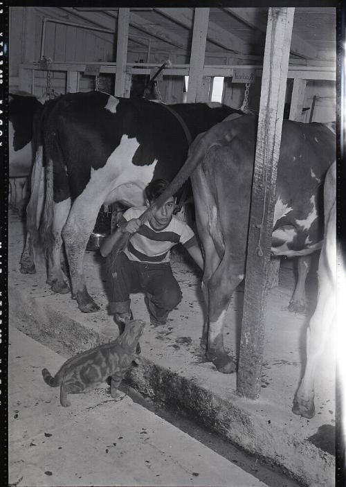 Boy with Cow and Barn Cat