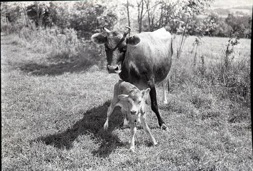 Mother Cow and Calf