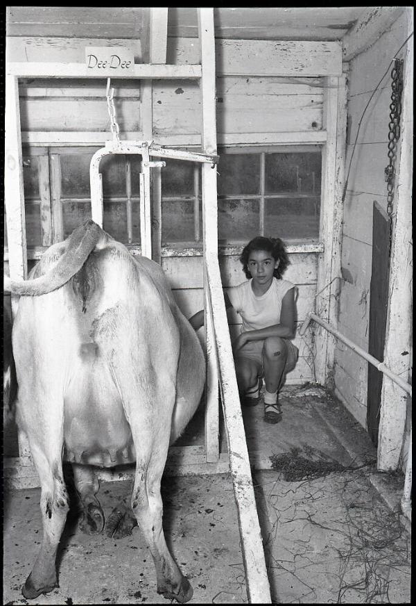 Girl and Cow Kneeling