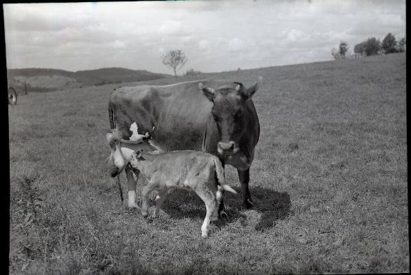 Mother Cow Nursing Calf