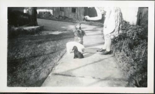 A Woman and Dogs