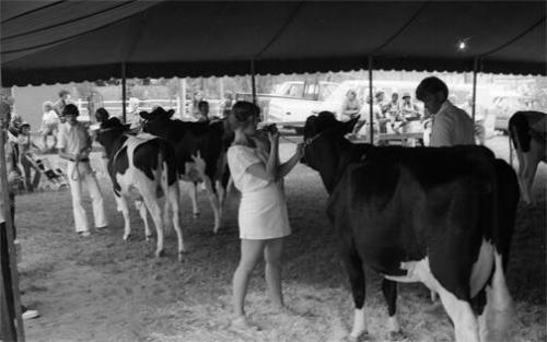 Dairy Judging at a Fair