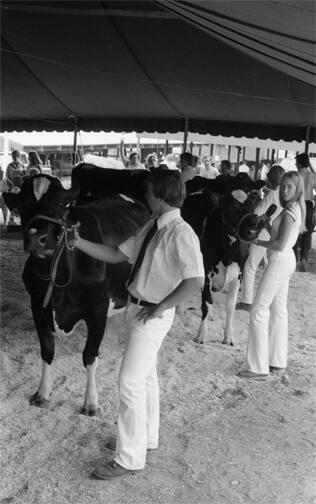 Dairy Judging at a Fair