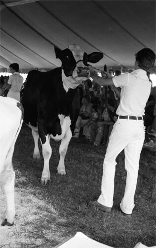 Young Man with Dairy Cow at a Fair