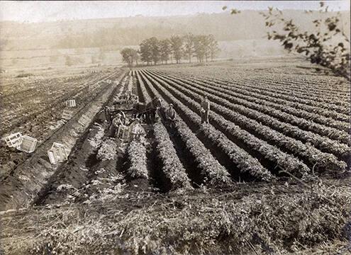 Harvesting Celery