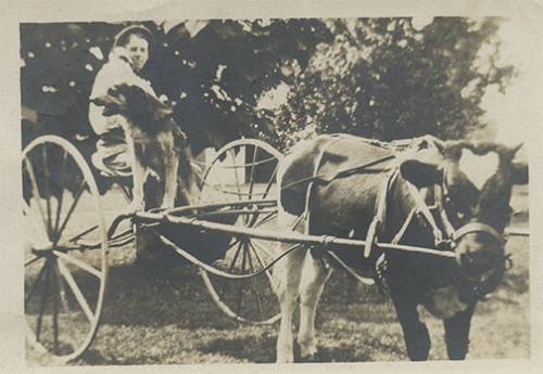 Boy in Cart Pulled by Calf