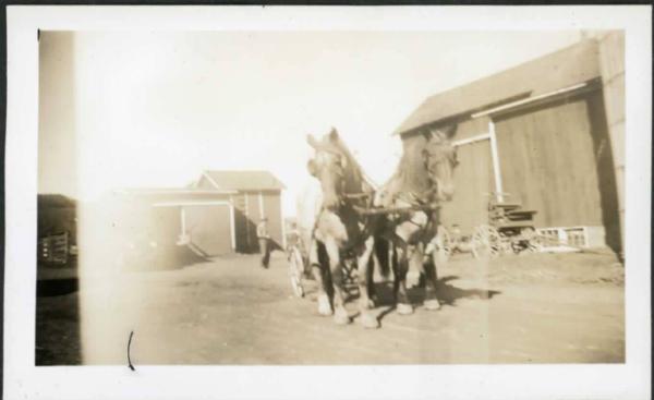 Horses Hitched to a Wagon