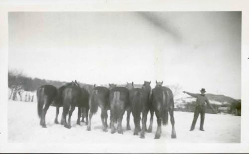 A Man and His Horses