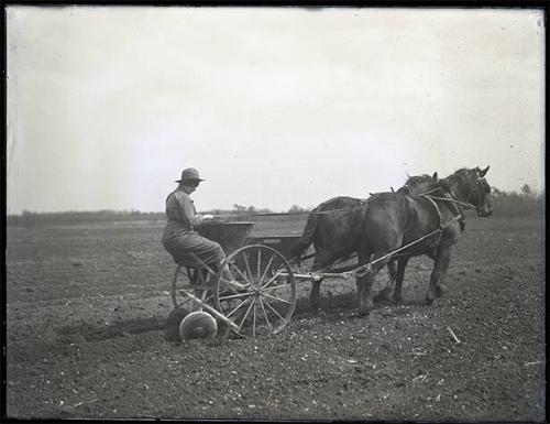 Woman on a Horse Drawn Seeder Machine