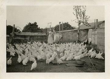 Woman Feeding Chickens