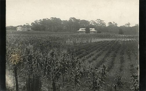 Corn Field