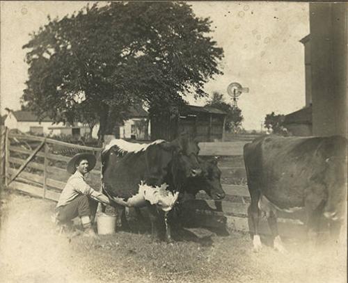 Farmer Hand Milking a Cow