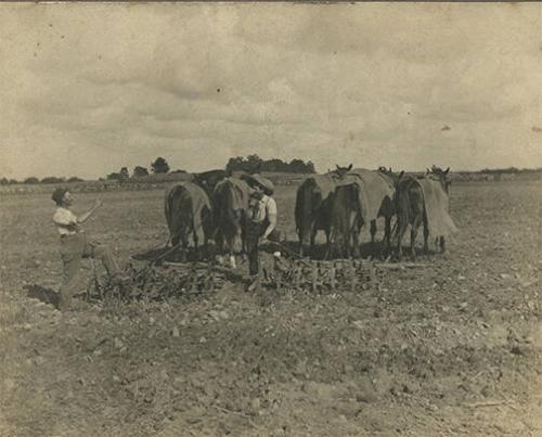 Horse-Drawn Spring Tooth Harrows