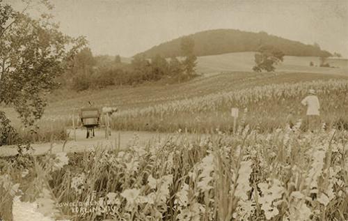 Gladiolus Farm in Berlin, NY 
