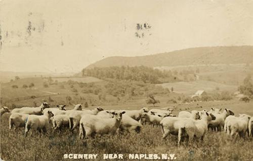 Sheep in a Field near Naples, NY 
