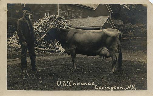 Man with Cow 
