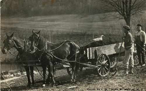 Horse-Drawn Manure Spreader 
