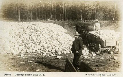 Harvested Cabbage in Clay, NY 
