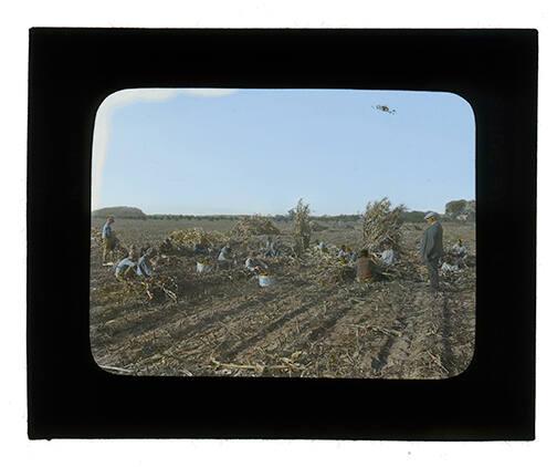 Shucking Corn in the Field 

