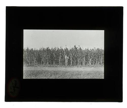 A Man Standing in a Corn Field 
