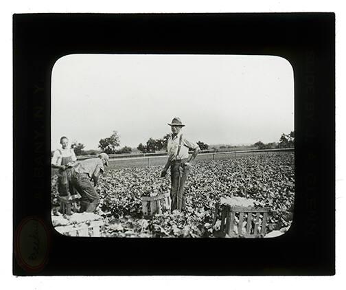 Harvesting Lettuce 
