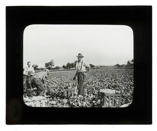 Harvesting Lettuce 
