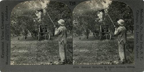 Spraying an Apple Orchard in Hilton, NY 
