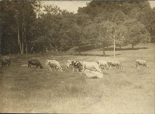 Cows in a Field 
