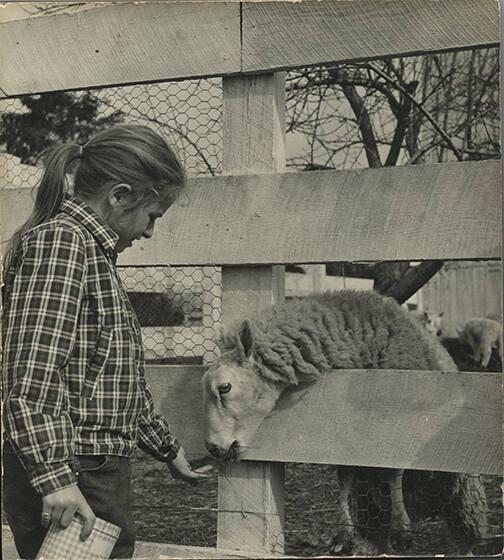 Girl Feeding Sheep 
