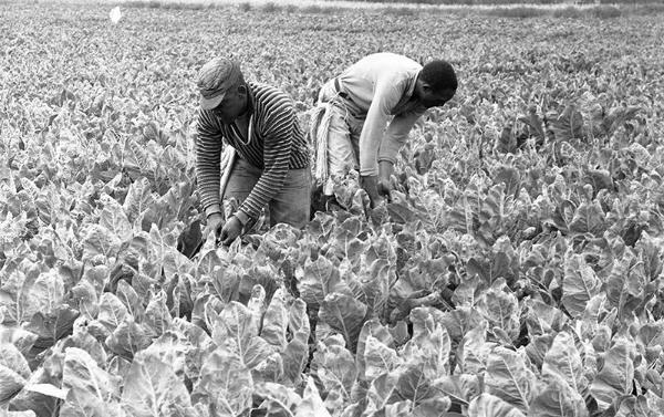 Lettuce Picking